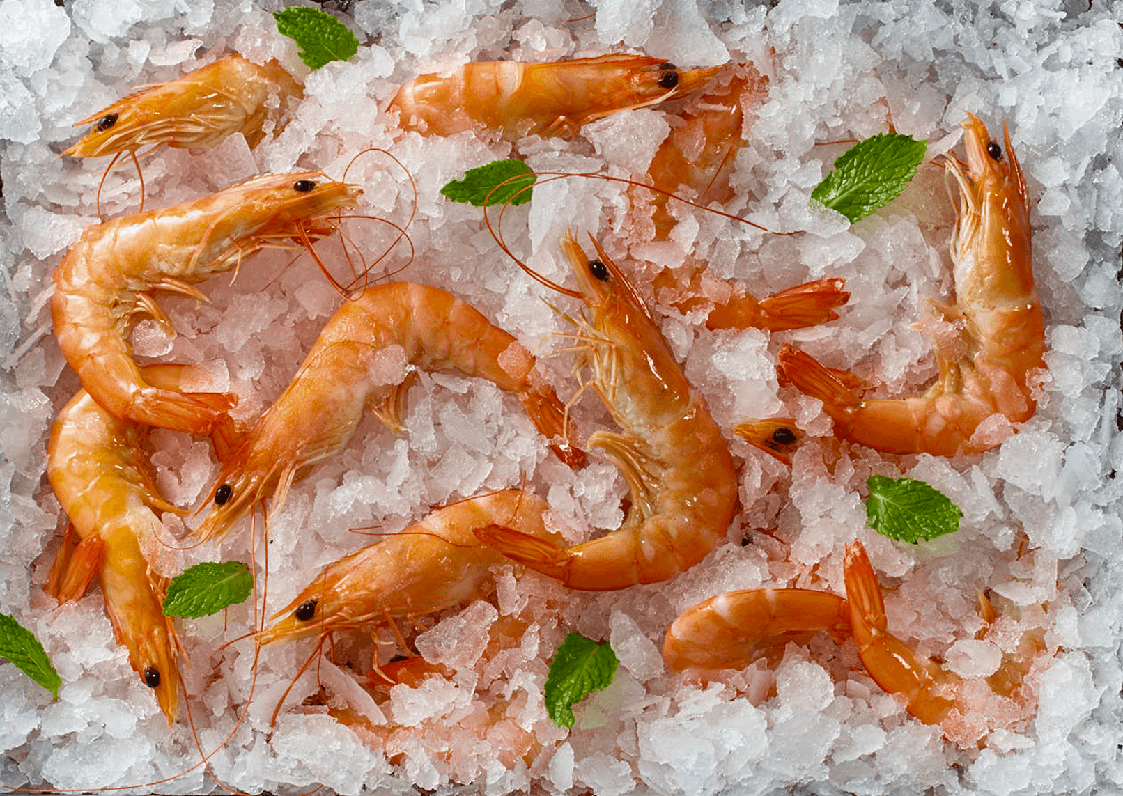 Closeup of shrimp on ice